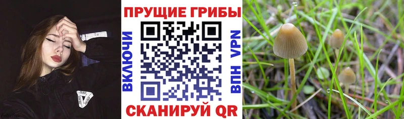 Псилоцибиновые грибы Psilocybe Луга