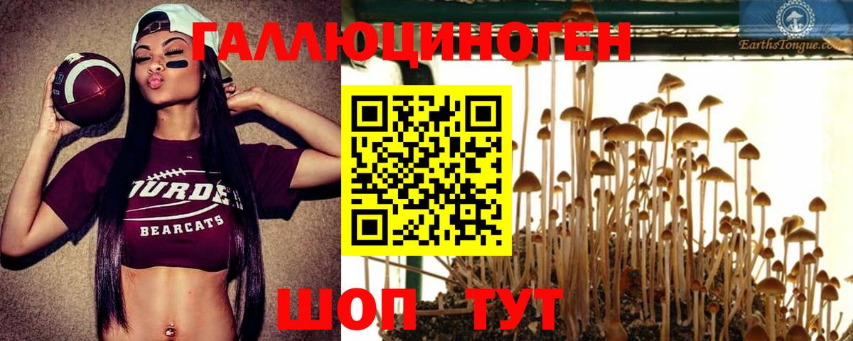 Луга  Псилоцибиновые грибы Psilocybine cubensis  Галлюциногенные грибы MAGIC MUSHROOMS  Вход с VPN 